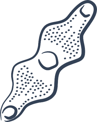 Doodle showing the diatom Plagiogramma